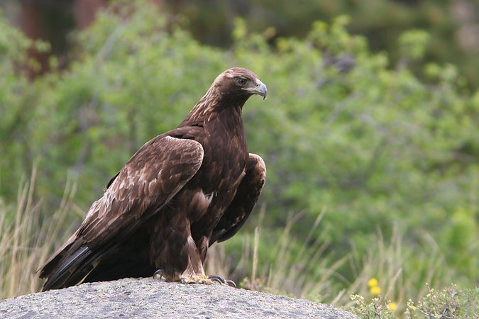 Golden Eagle, Rocky Mountain National Park, Colorado, United States