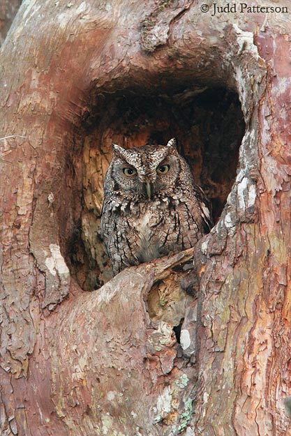 Eastern Screech-Owl, Loxahatchee National Wildlife Refuge, Florida, United States