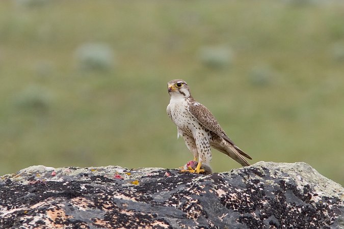 Prairie Falcon, Yellowstone National Park, Wyoming, United States