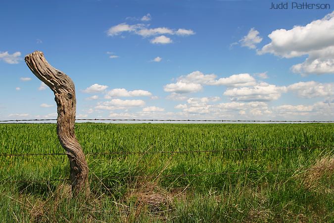 Fencepost and Wheat, Great Bend, Kansas, United States