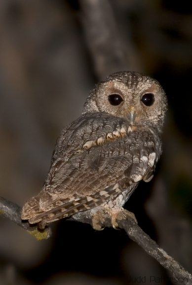 Flammulated Owl, Wasatch-Cache National Forest, Utah, United States