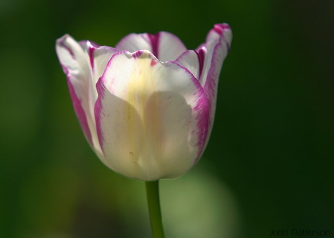 Tulip, Saline County, Kansas, United States