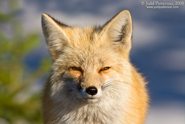 Red Fox, Mount Rainier National Park, Washington, United States