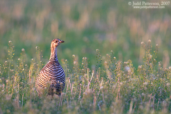Greater Prairie-chicken, Saline County, Kansas, United States