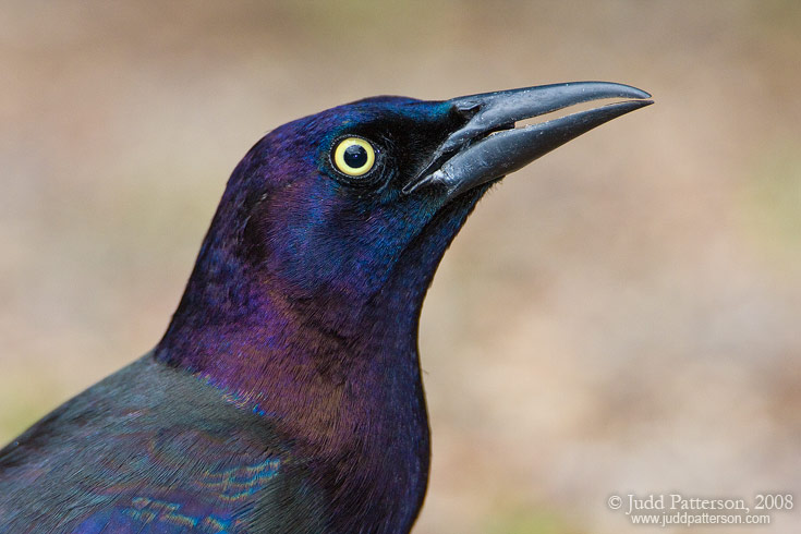 Quoth the Grackle!, West Palm Beach, Florida, United States
