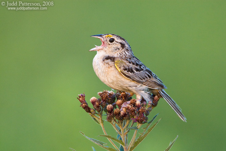 Grasshopper Sparrow, Konza Prairie, Kansas, United States