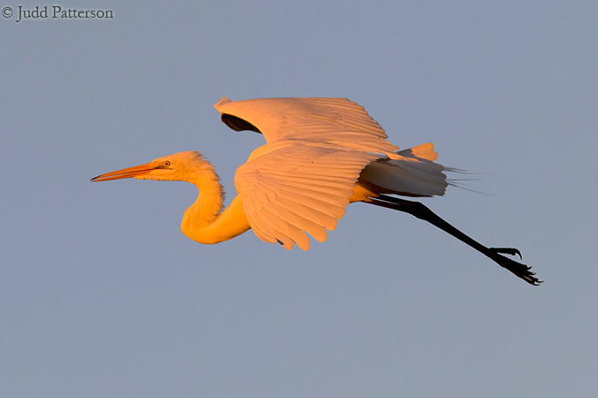Golden Flight of the Great Egret, Everglades National Park, Florida, United States