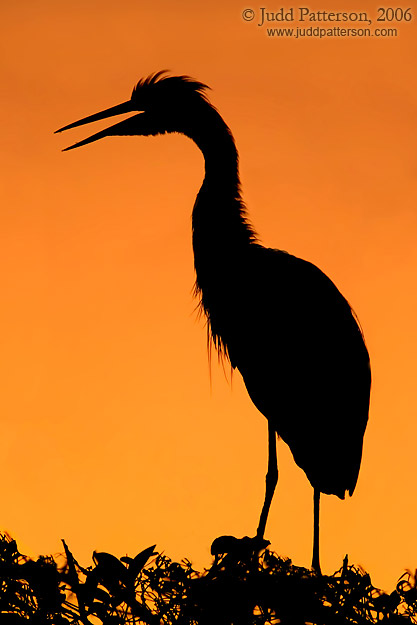 Great Blue Silhouette, Everglades National Park, Florida, United States