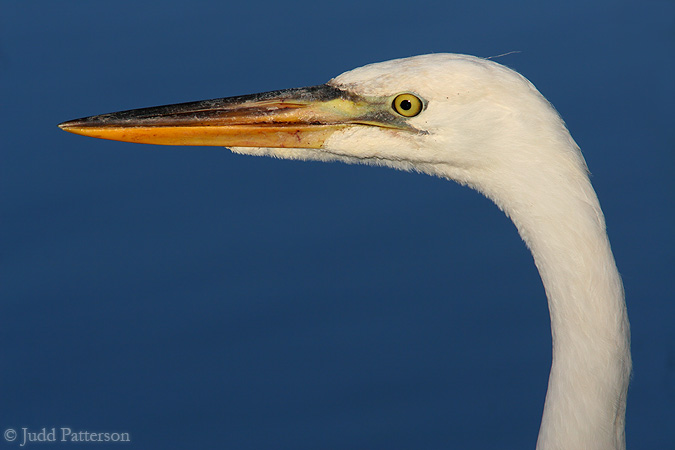 Great White Heron, Everglades National Park, Florida, United States