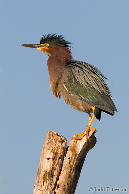 Green Heron, Everglades National Park, Florida, United States