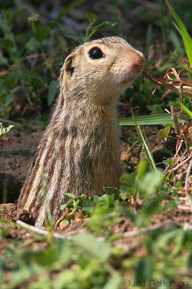Thirteen-lined Ground Squirrel, Saline County, Kansas, United States