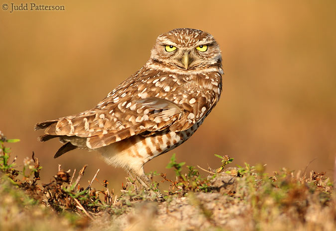 Burrowing Owl, Lee County, Cape Coral, Florida, United States