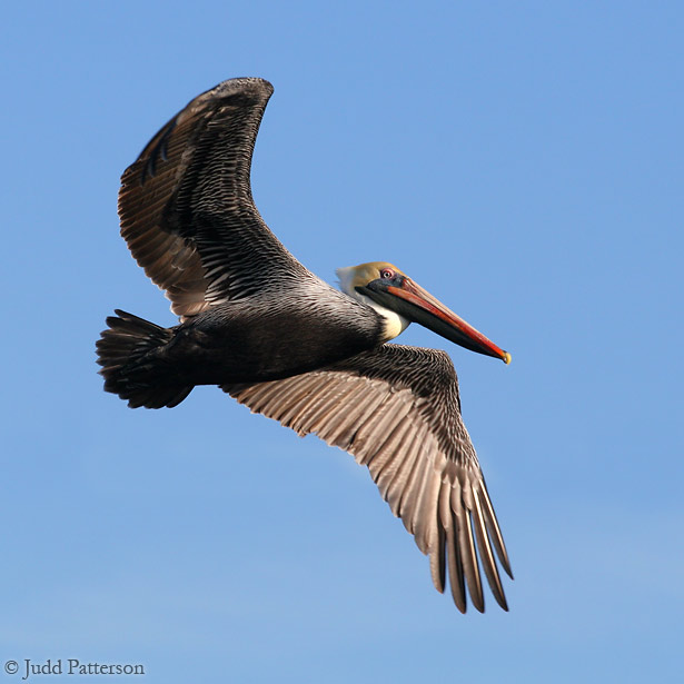 Brown Pelican, Ding Darling National Wildlife Refuge, Florida, United States