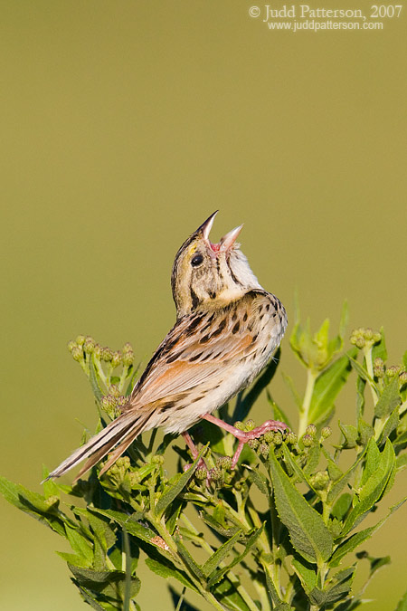Henslow's Sparrow, Konza Prairie, Kansas, United States