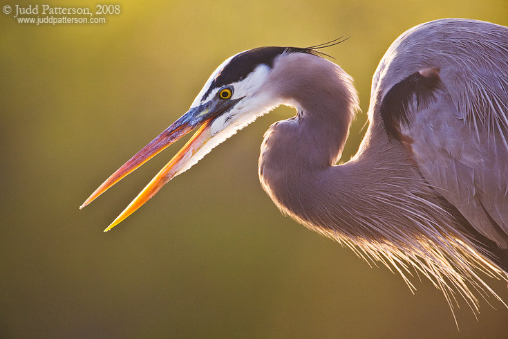 Morning Heron, Everglades National Park, Florida, United States