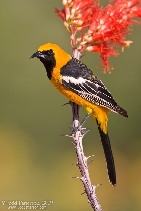 Hooded Oriole, Green Valley, Arizona, United States