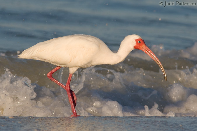 White Ibis in the Surf, Fort Myers Beach, Florida, United States