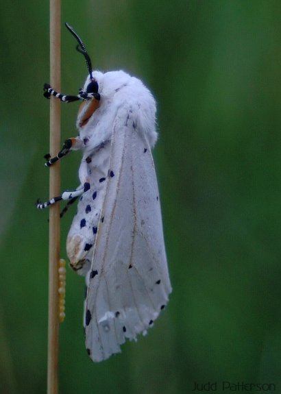 Salt Marsh Moth (a.k.a. Acrea Moth), Tuttle Creek State Park, Kansas, United States