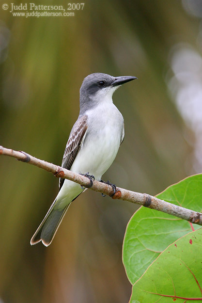 Gray Kingbird, St. Croix, U.S. Virgin Islands, United States