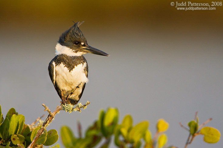 Belted Kingfisher, Merritt Island National Wildlife Refuge, Florida, United States