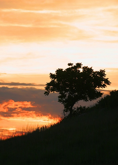Konza Prairie tree silhouette, Konza Prairie, Kansas, United States