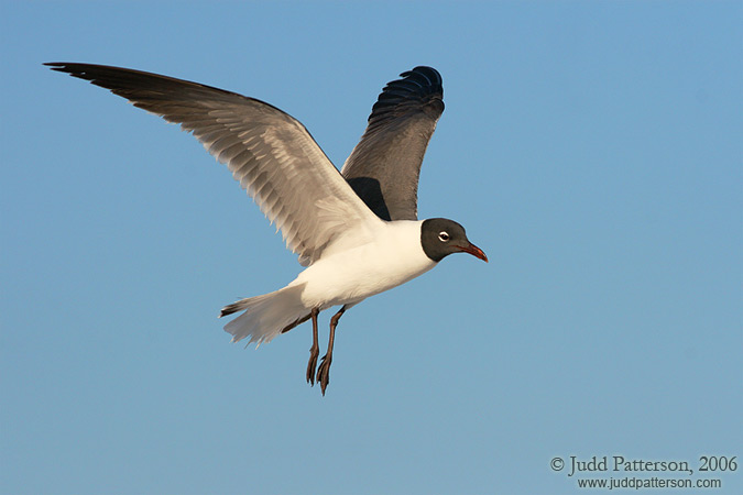 Laughing Gull, Fort De Soto Park, Florida, United States