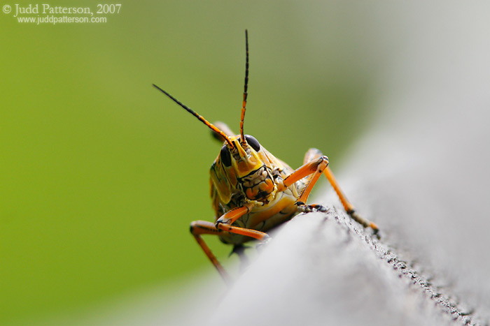 Lubber Grasshopper, Everglades National Park, Florida, United States
