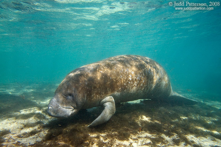 West Indian Manatee, Crystal River, Florida, United States