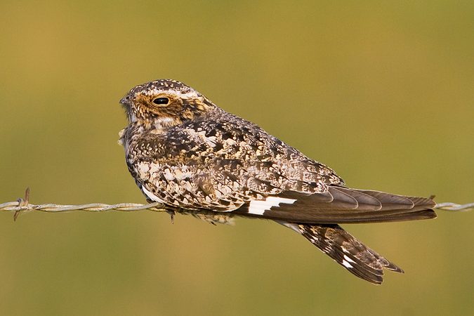 Common Nighthawk, Saline County, Kansas, United States