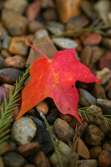 First Leaves of Autumn, Manhattan, Kansas, United States
