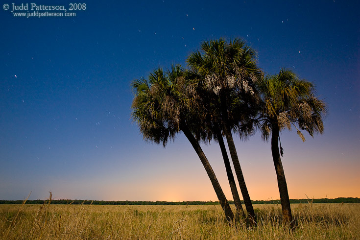 Night Palms, Myakka River State Park, Florida, United States