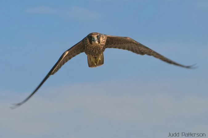 Peregrine Falcon, GSL Shorelands Preserve, Utah, United States