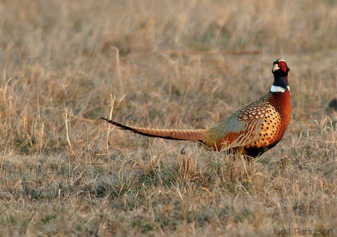 Ring-necked Pheasant, Saline County, Kansas, United States