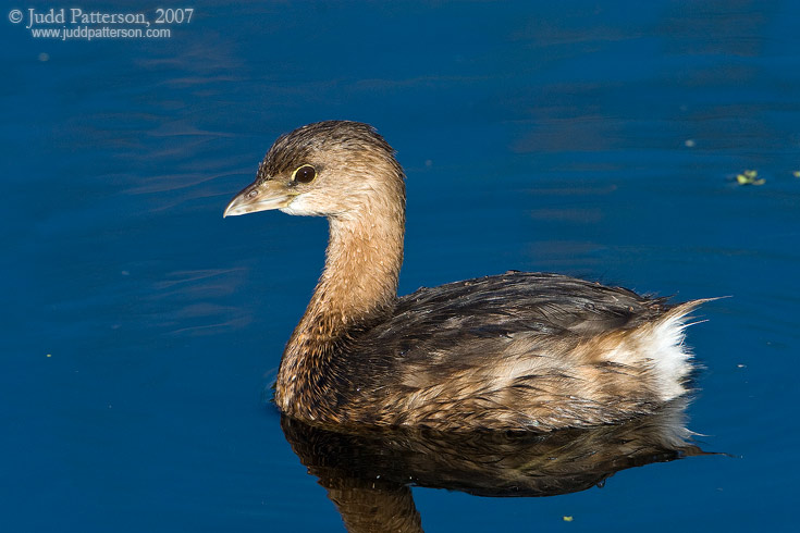 Pied-billed Grebe, Green Cay Wetlands, Florida, United States