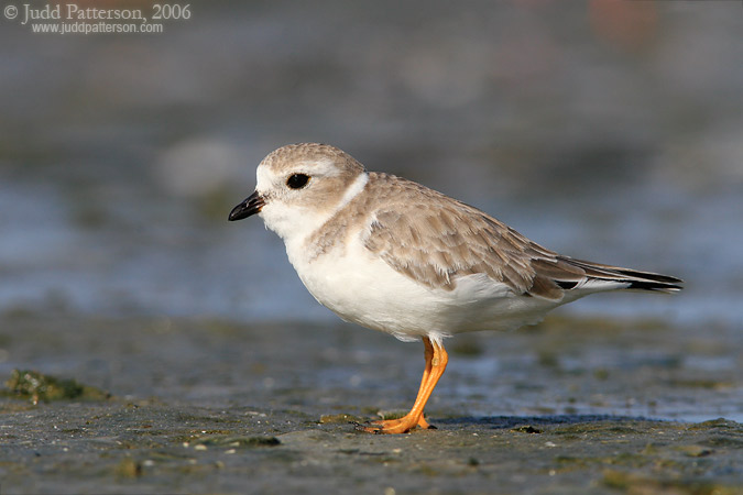 Piping Plover, Fort De Soto Park, Florida, United States