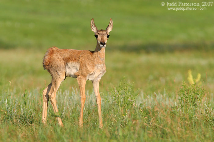Pronghorn Fawn, Custer State Park, South Dakota, United States