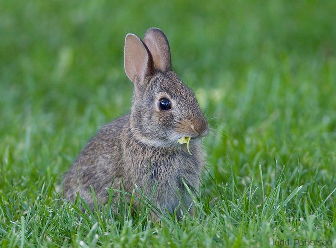 young Eastern Cottontail, Saline County, Kansas, United States