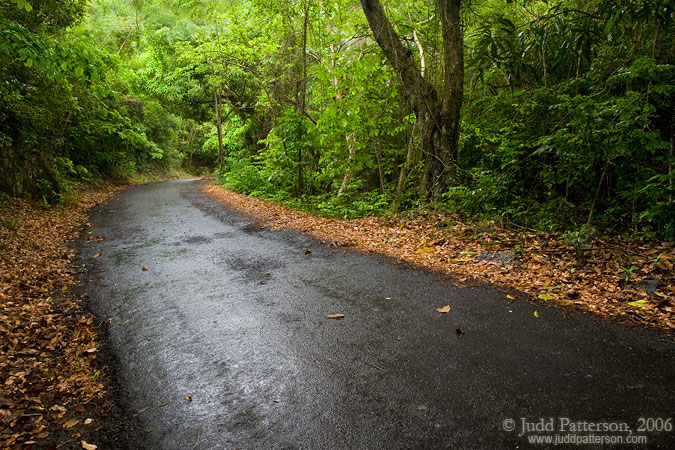 A Drive in the Rain Forest, St. Croix, U.S. Virgin Islands, United States