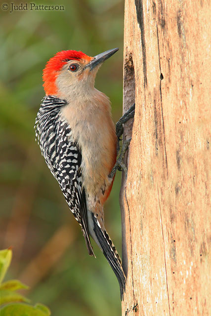 Red-bellied Woodpecker, Everglades National Park, Florida, United States