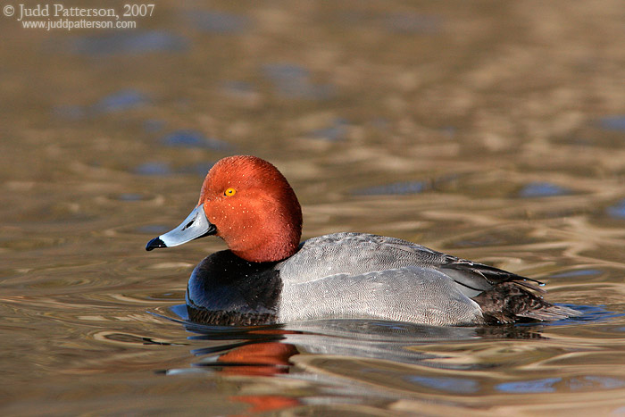 Redhead, Kellogg Biological Station Bird Sanctuary, Michigan, United States