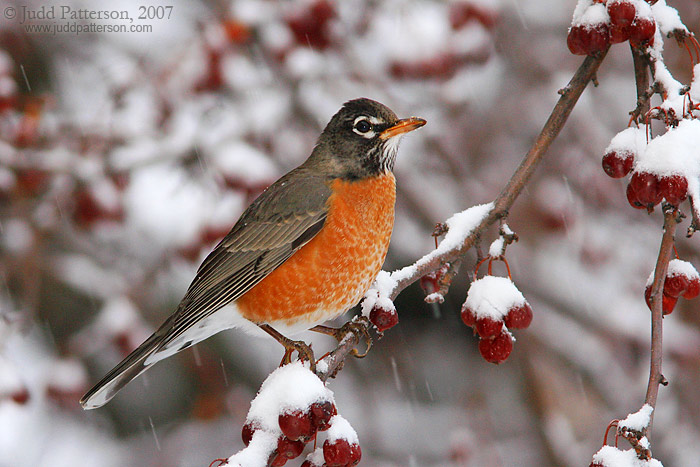American Robin in the snow, Manhattan, Kansas, United States