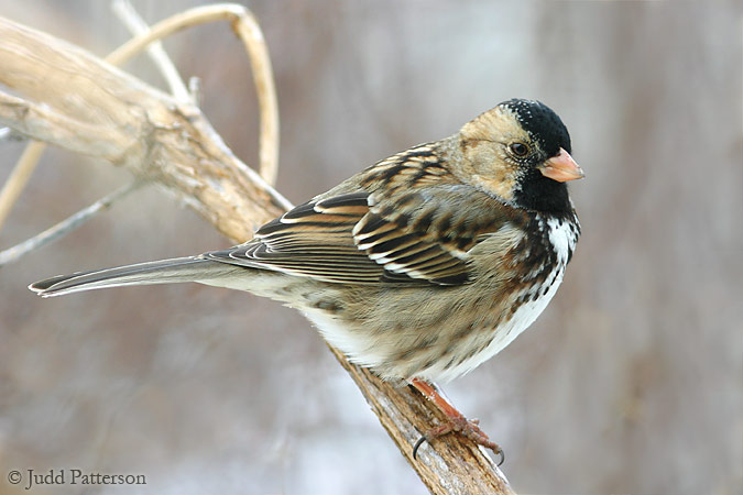 Harris's Sparrow, Salina, Kansas, United States