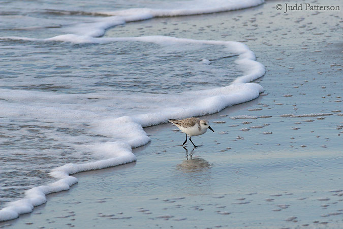 Sanderling in the Surf, Venice Beach, Venice, Florida, United States