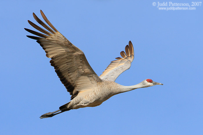 Sandhill Crane in Flight, Platte River, Nebraska, United States