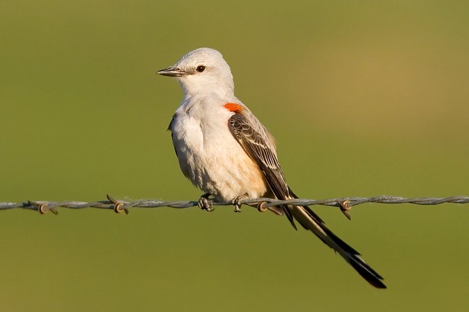 Scissor-tailed Flycatcher, Saline County, Kansas, United States