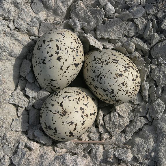 Snowy Plover nest and eggs, GSL Shorelands Preserve, Utah, United States