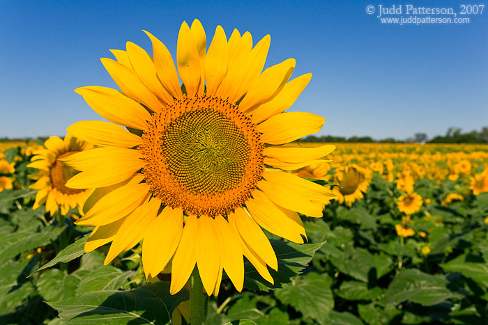 Kansas Sunflower, Leonardville, Kansas, United States