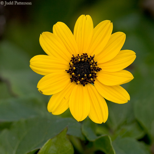 Beach Sunflower, Ft. DeSoto Park, Florida, United States