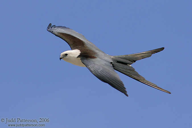 Swallow-tailed Kite, Everglades National Park, Florida, United States