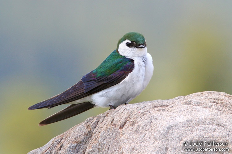 Violet-green Swallow, Black Hills National Forest, South Dakota, United States
